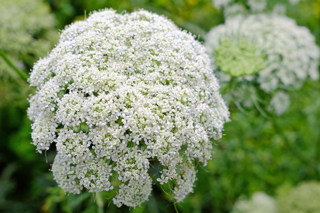 Daucus Flower Seeds White – Heirloom Non-GMO High Germination Seeds