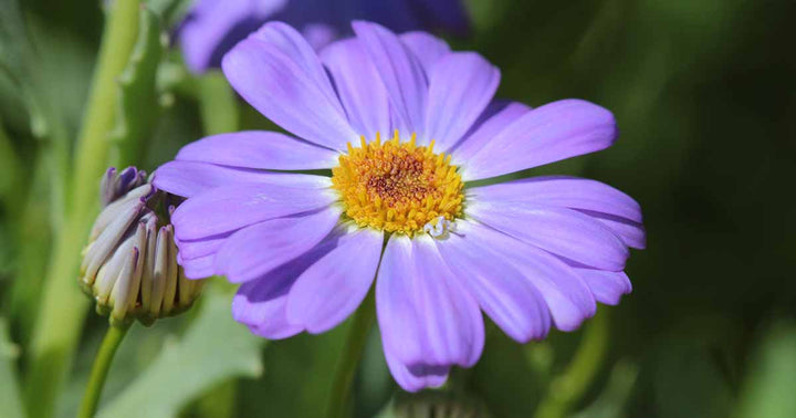 Purple Daisy Flower Seeds for Planting Heirloom Non-GMO High Germination Organic Garden Seeds