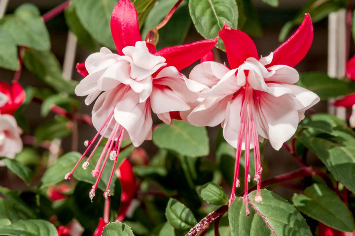 White Red Fuchsia Flower Seeds – Heirloom, Non-GMO, High Germination Seeds