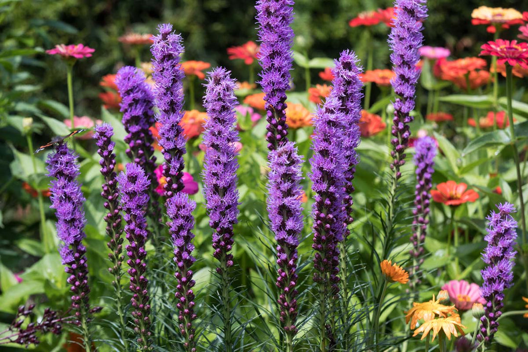 Liatris-Blumensamen Lila – Erbstück, gentechnikfrei, hohe Keimrate