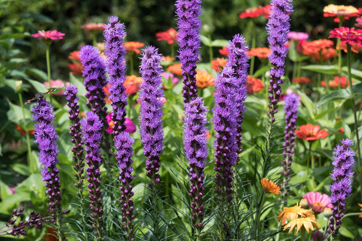 Liatris-Blumensamen Lila – Erbstück, gentechnikfrei, hohe Keimrate
