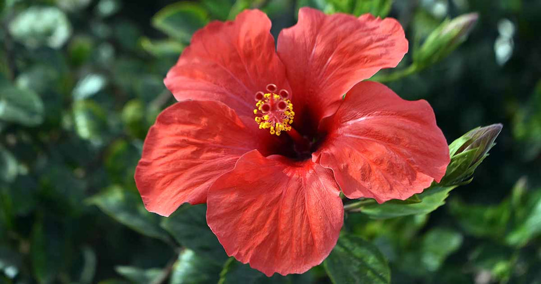 Hibiscus Flower Seeds Red – Heirloom, Non-GMO, High Germination Seeds