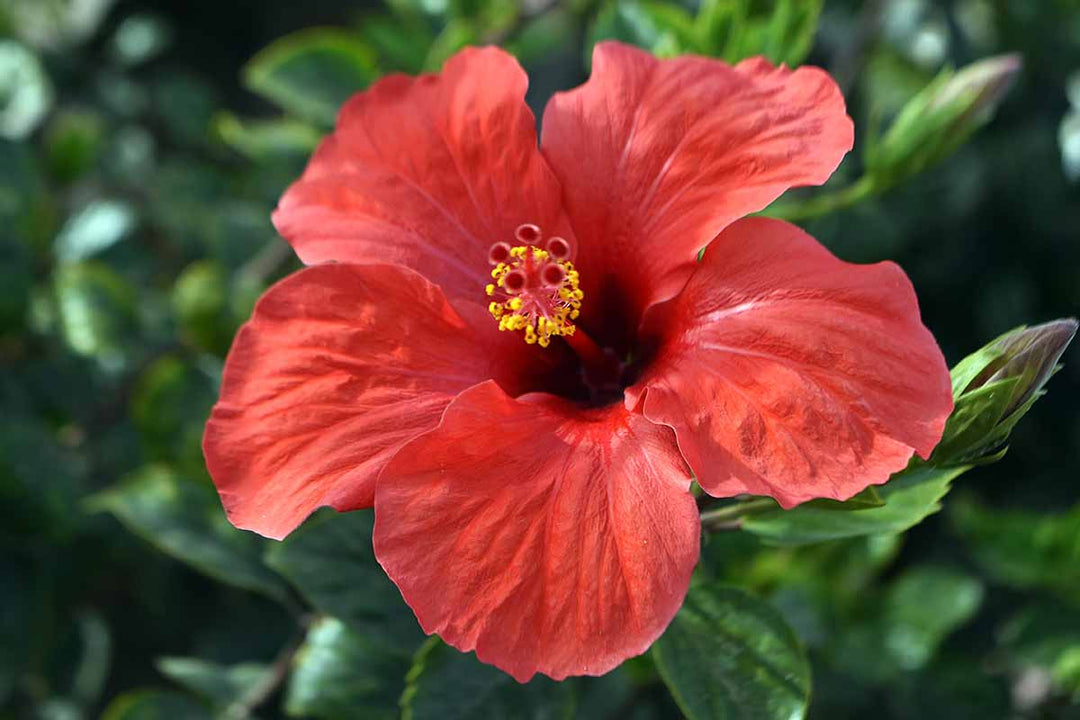 Hibiscus Flower Seeds Red – Heirloom, Non-GMO, High Germination Seeds