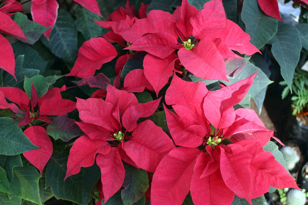 Dark Red Poinsettia Flower Seeds for Planting Heirloom Non-GMO High Germination Organic Garden Seeds