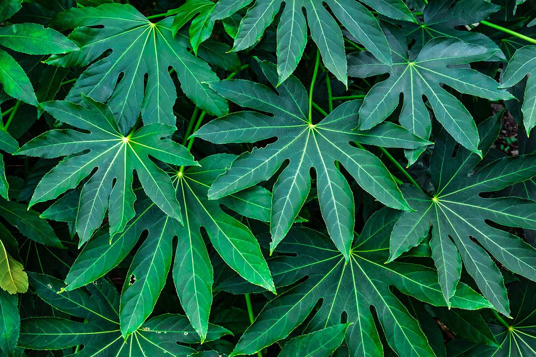 Green Fatsia herb seeds
