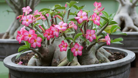 White Pink Adenium Obesum Flower Seeds Heirloom Non-GMO High Germination Organic Garden Seeds for Planting