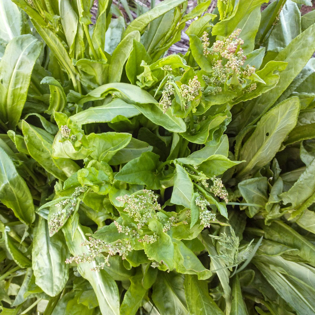 Sorrel Herb herb seeds