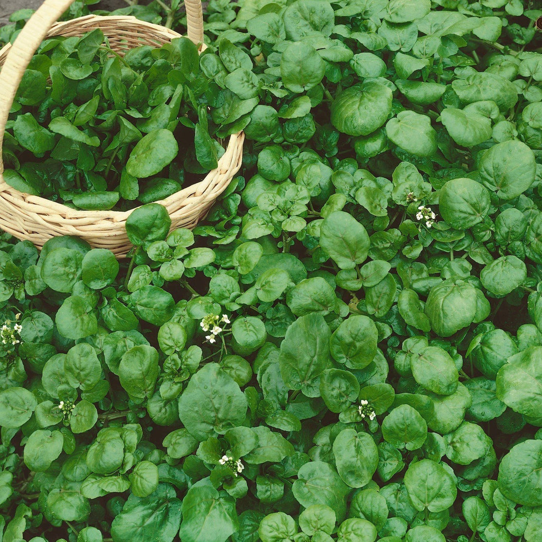 Watercress Nasturtium herb seeds