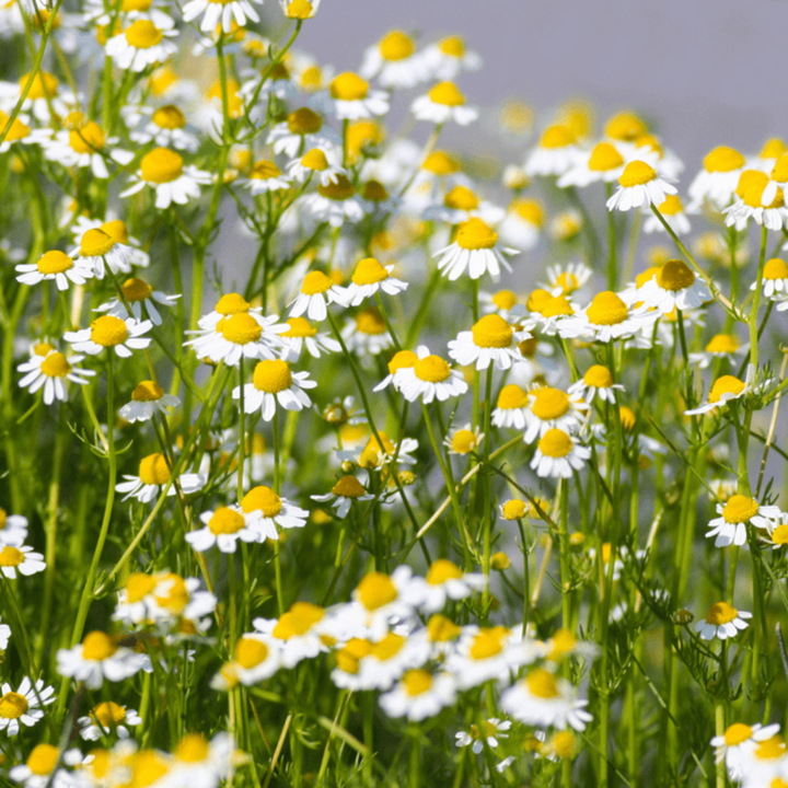 chamomile german flower seeds