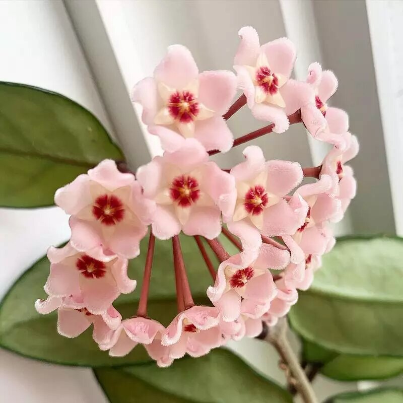 Light Pink Carnosa Flower Seeds – Heirloom, Non-GMO, High Germination Seeds
