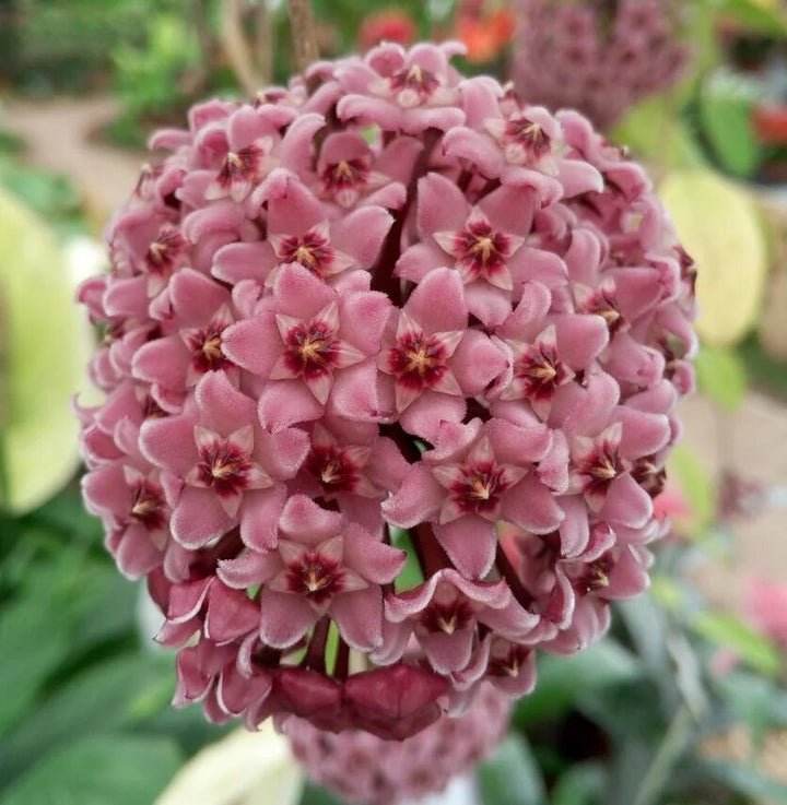 Semillas de flor Hoya Carnosa rosa – Tradicionales, sin OMG, semillas de alta germinación