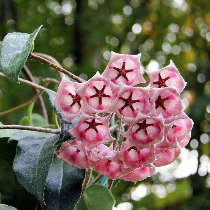 Pink Hoya Archboldiana Flower Seeds – Heirloom, Non-GMO, High Germination Seeds