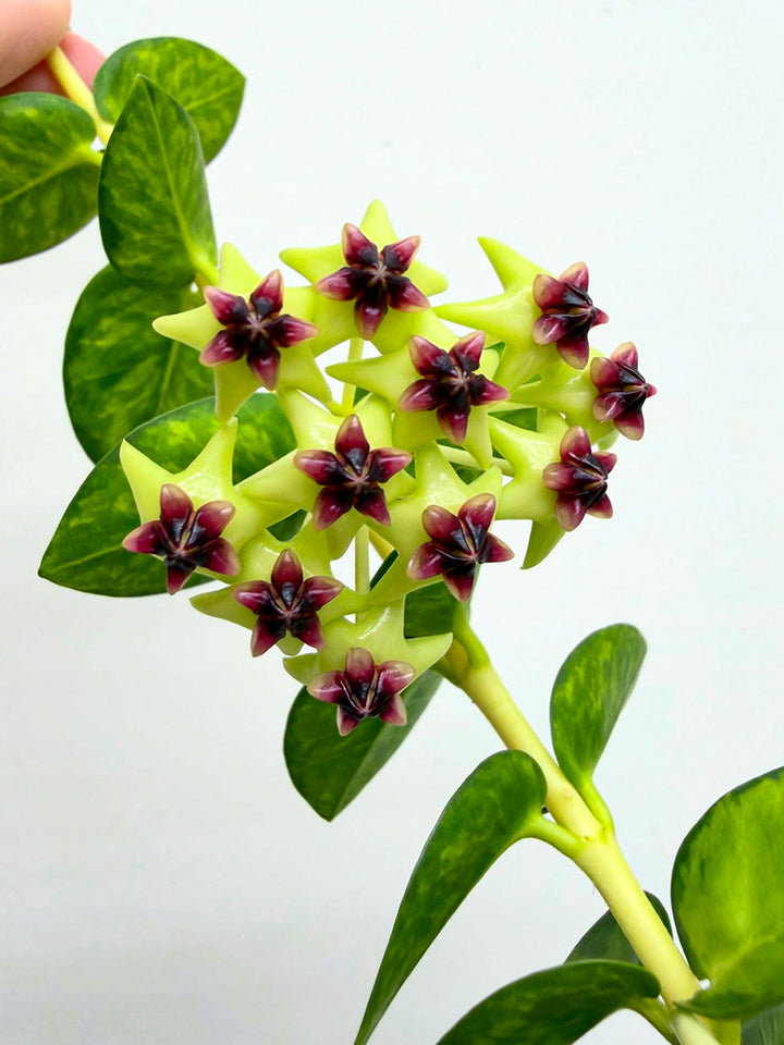 Green Hoya Flower Seeds – Heirloom, Non-GMO, High Germination Seeds