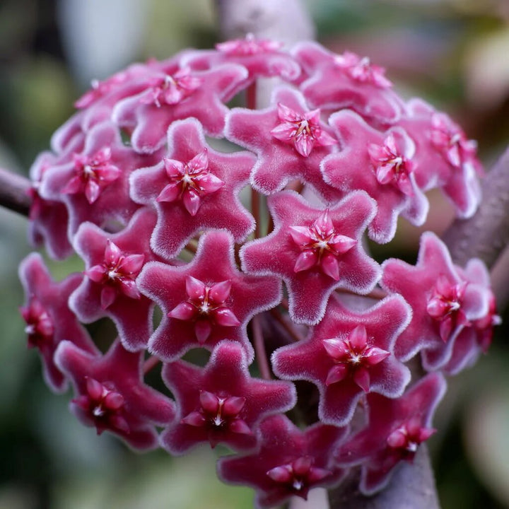 Semillas de flores Hoya Carnosa Gigante Roja – Semillas Heirloom no transgénicas de alta germinación