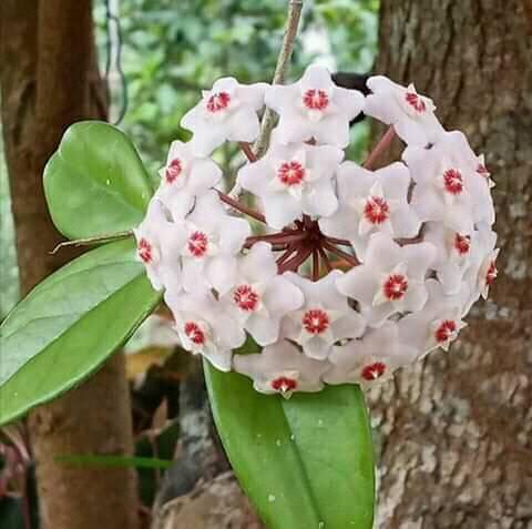 White Hoya Carnosa Flower Seeds — Heirloom Non-GMO High Germination Seeds