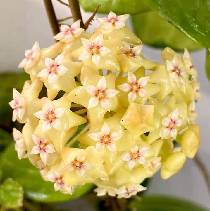 Giant Hoya Carnosa Flower Seeds Yellow — Heirloom Non-GMO High Germination Seeds