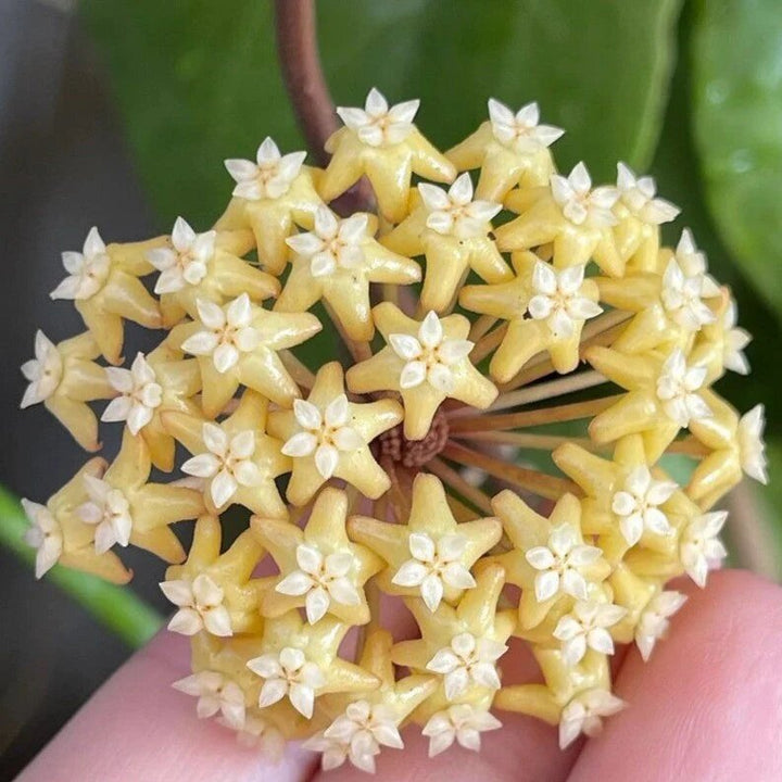 Giant Hoya Carnosa Flower Seeds Yellow — Heirloom Non-GMO High Germination Seeds