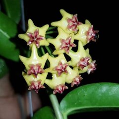 Semillas de flor Hoya Carnosa Roja Amarilla – Semillas Cimarrón No OGM de Alta Germinación