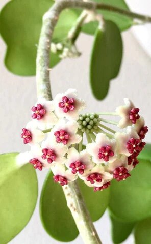 White Hoya Kerri Flower Seeds – Heirloom, Non-GMO, High Germination Seeds