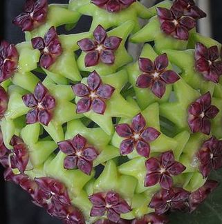 Hoya Carnosa Green Violet Flower Seeds – Heirloom, Non-GMO, High Germination Seeds