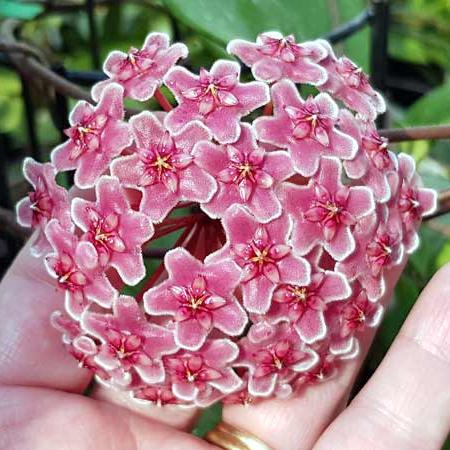 Hoya Flower Seeds Pink – Seeds for Planting, Heirloom, Non-GMO, High Germination Organic Garden Seeds