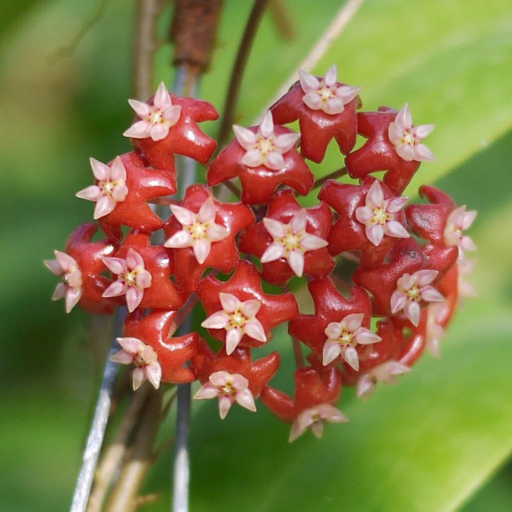 Red Hoya Flower Seeds – Heirloom, Non-GMO, High Germination Seeds