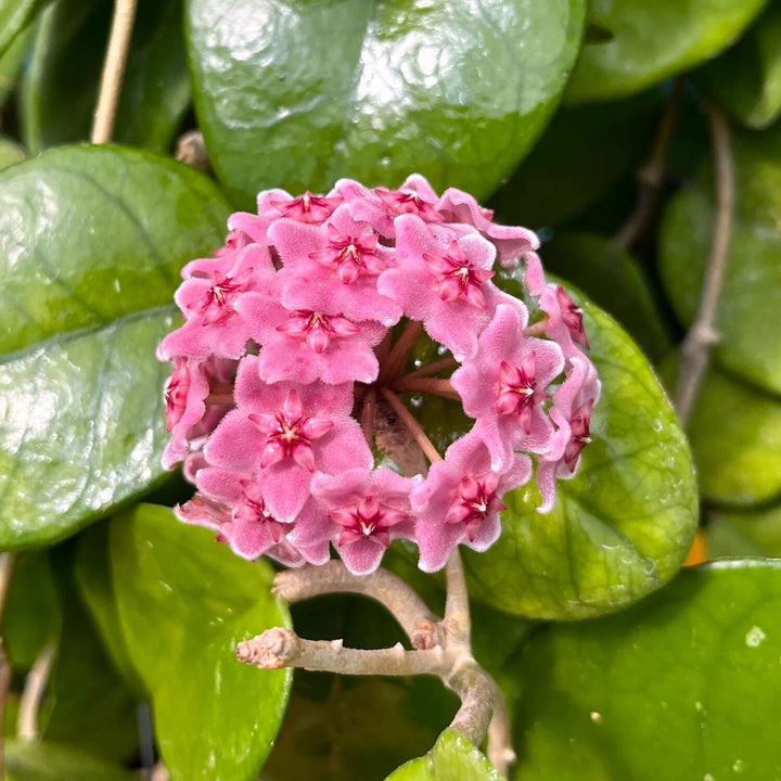 Semillas de flor de Hoya Carnosa gigante rosa - Semillas orgánicas de alta germinación no modificadas genéticamente