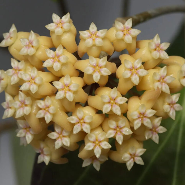 Giant Hoya Carnosa Flower Seeds Yellow — Heirloom Non-GMO High Germination Seeds