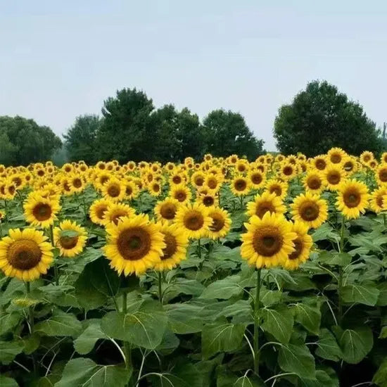 humidityandheatresistantsunflowerforsowingheirloomnongmohighgerminationorganicgarden flower seeds
