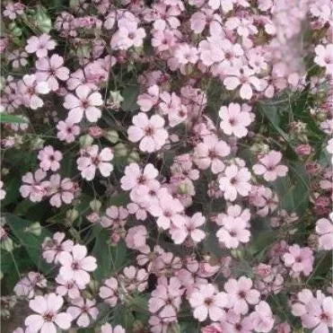 humidityandwarmthlovingornamentaldroughttolerantannualherbflowergypsophilaheirloomnongmohighgerminationorganicgarden flower seeds