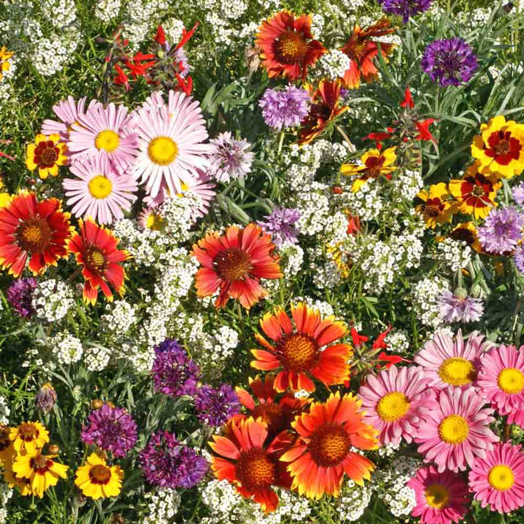 freebogo wild flower seeds