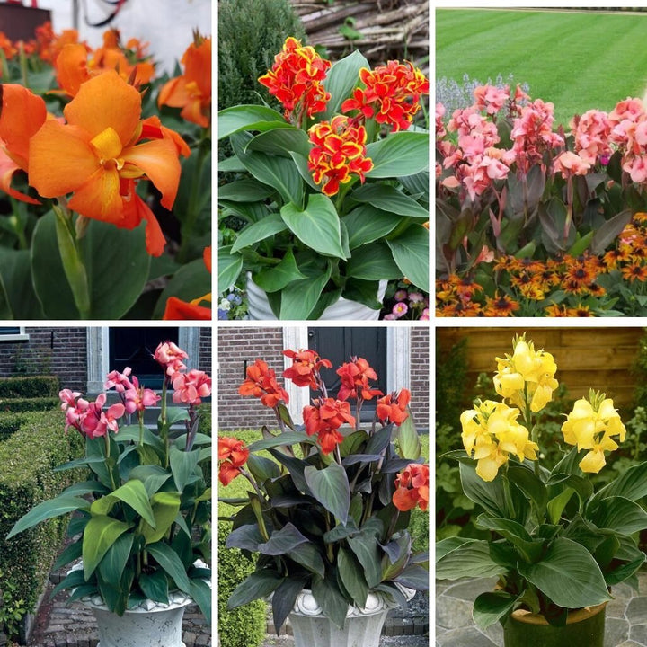 Mixed Canna Edulis Flower Seeds – Heirloom, Non-GMO, Tropical, Edible Seeds