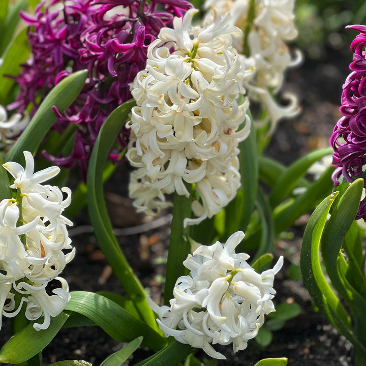 Hyacinth Flower Seeds White – Heirloom, Non-GMO, High Germination Seeds