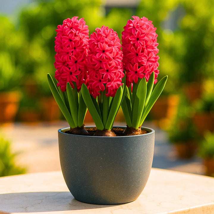 Red Hyacinth Flower Seeds – Heirloom, Non-GMO, High Germination Seeds
