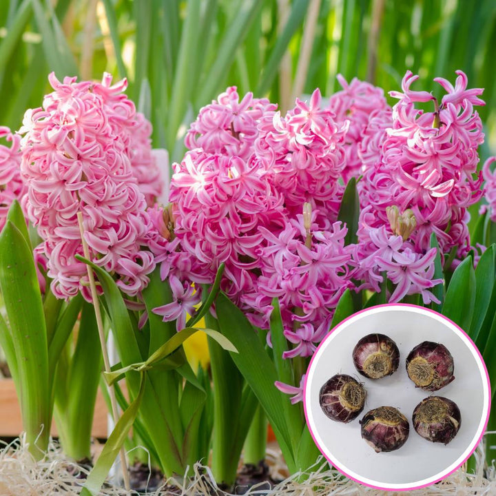 Pink Hyacinth Flower Seeds – Seeds for Planting, Heirloom, Non-GMO, High Germination Organic Garden Seeds