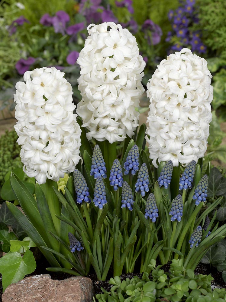 Hyacinth Flower Seeds White – Heirloom, Non-GMO, High Germination Seeds