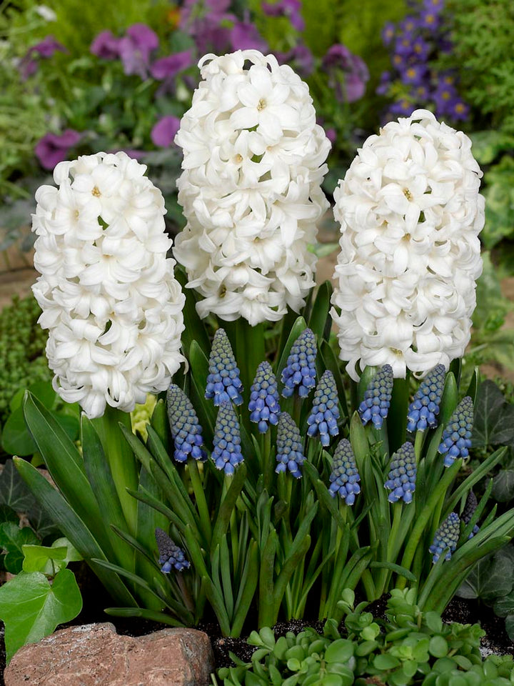 Hyacinth Flower Seeds White – Heirloom, Non-GMO, High Germination Seeds
