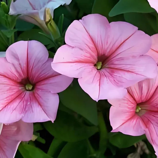 hybridpetuniathriveinwarmclimatestoleratefrostandareeasytosurviveheirloomnongmohighgerminationorganicgarden flower seeds