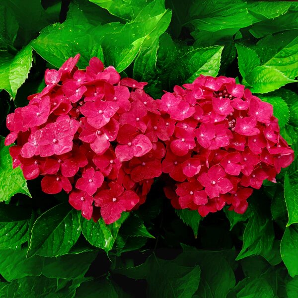 Semillas de hortensias rojas – Cimarrón, sin OGM, semillas de alta germinación