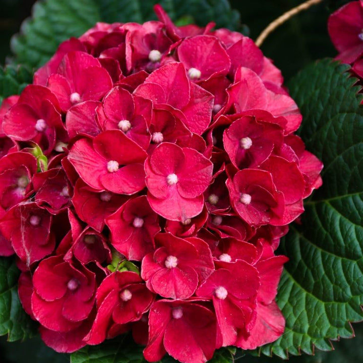 Semillas de hortensias rojas – Cimarrón, sin OGM, semillas de alta germinación