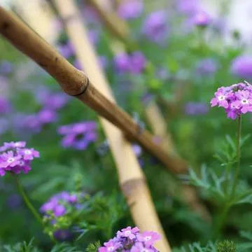 hygrophilousgrowingstrongverbenaperennialvarietiesofperennialrootflowerheirloomnongmohighgerminationorganicgarden flower seeds