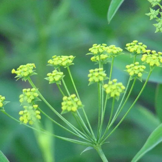 hygrophiloussunlovingbupleurumchinenseperennialvarietiesofperennialrootflowerheirloomnongmohighgerminationorganicgarden flower seeds