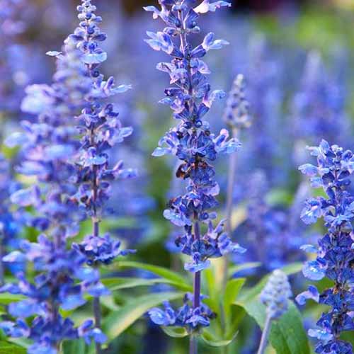 Blue Hyssop Seeds for Planting – Heirloom Non-GMO High Germination Seeds