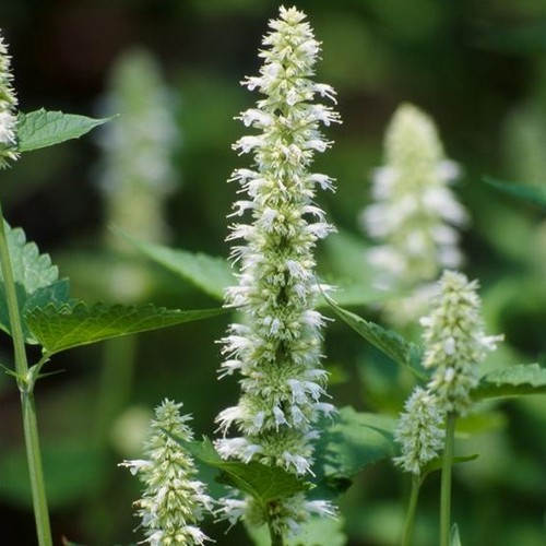 Hyssop Flower Seeds White – Heirloom, Non-GMO, High Germination Seeds
