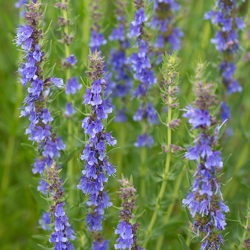 Blue Hyssop Seeds for Planting – Heirloom Non-GMO High Germination Seeds