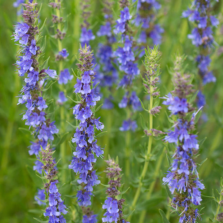 Blue Hyssop Seeds for Planting – Heirloom Non-GMO High Germination Seeds