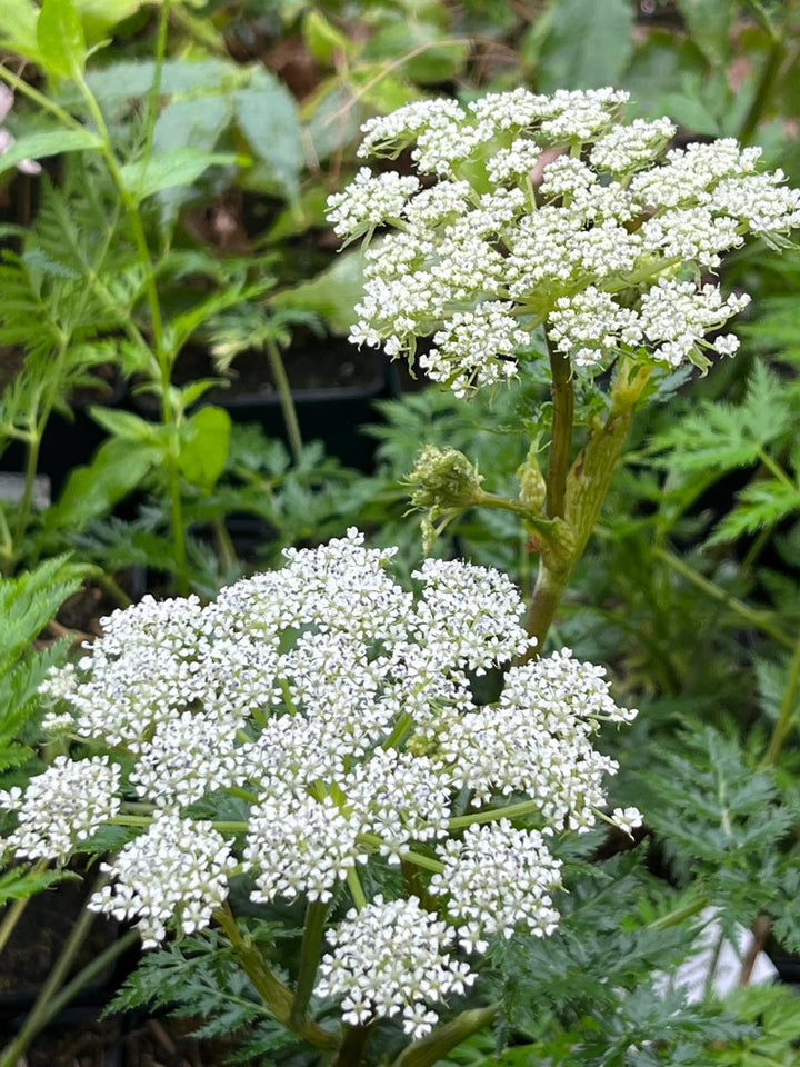 White Selinum Flower Seeds Heirloom Non-GMO High Germination Organic Garden Seeds for Planting