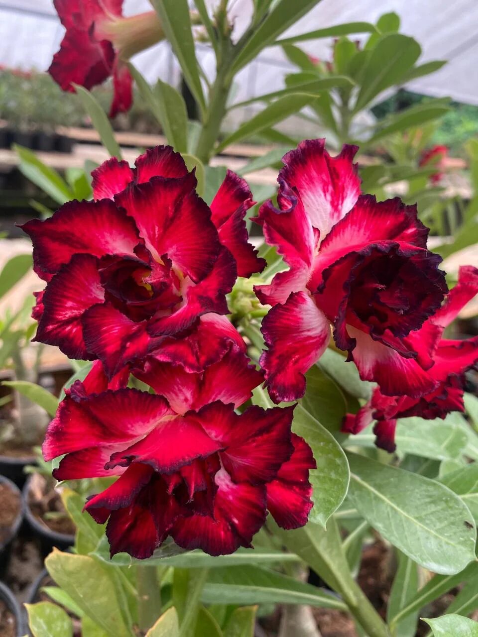 Double Desert Rose Flower Seeds Red – Heirloom Non-GMO High Germination Seeds for Planting