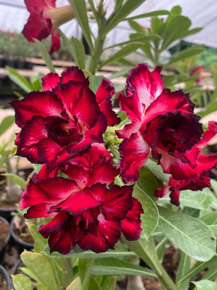 Double Desert Rose Flower Seeds Red – Heirloom Non-GMO High Germination Seeds for Planting