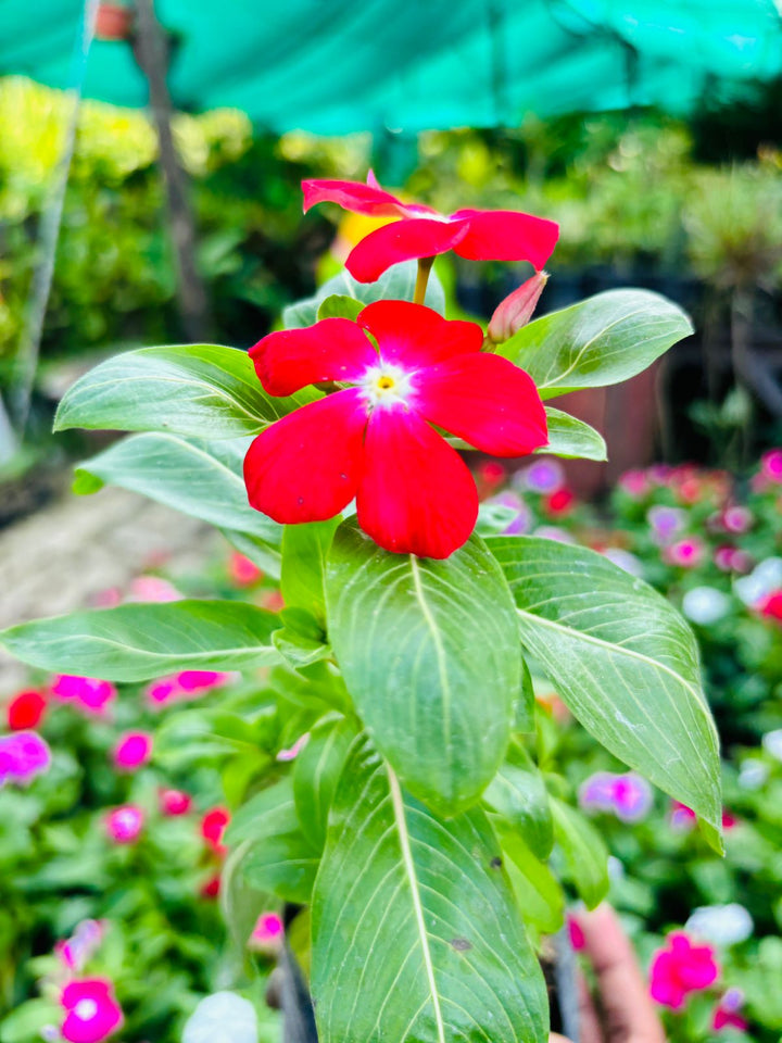 Red Bartzella Flower Seeds for Planting – Heirloom Non-GMO High Germination Organic Garden Seeds